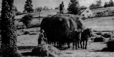 Haying in the Fall